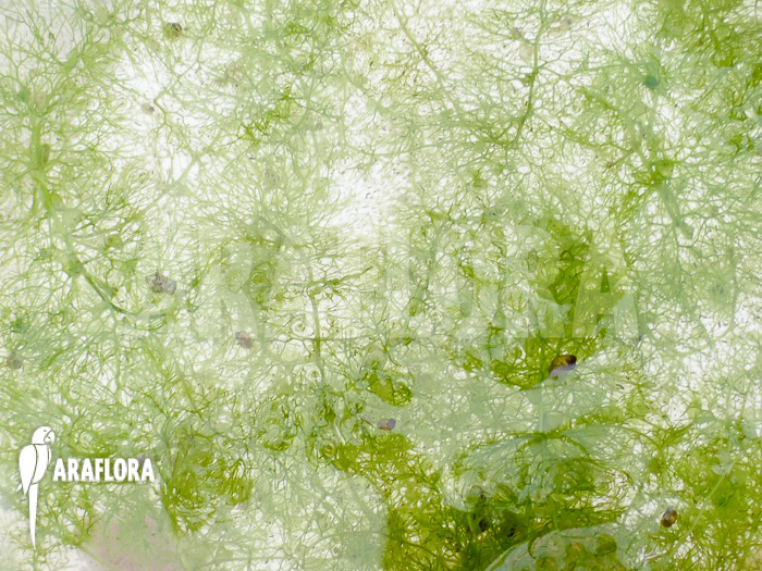 Utricularia australis