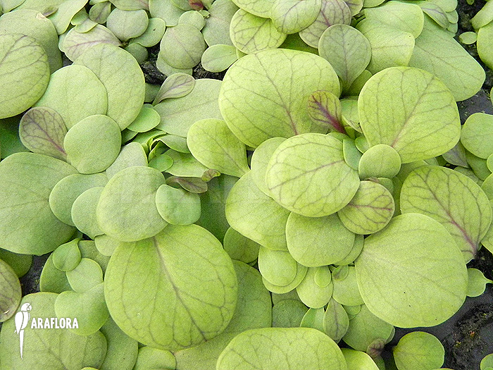 Utricularia calycifida ‘Gran Sabana’