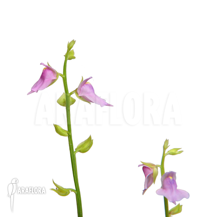 Utricularia calycifida ‘Gran Sabana’