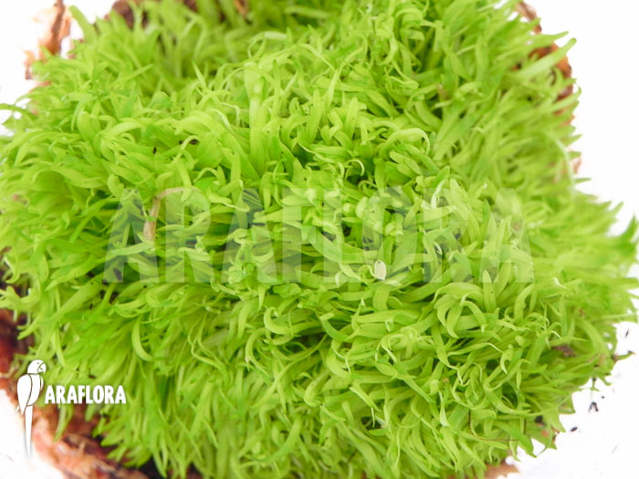 Utricularia graminifolia