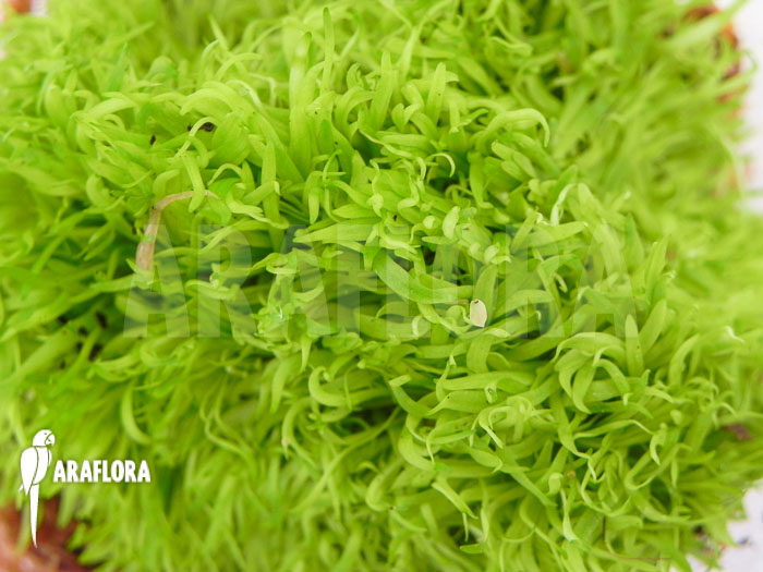 Utricularia graminifolia