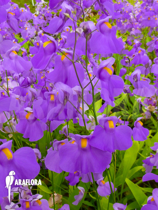 Utricularia longifolia flowers