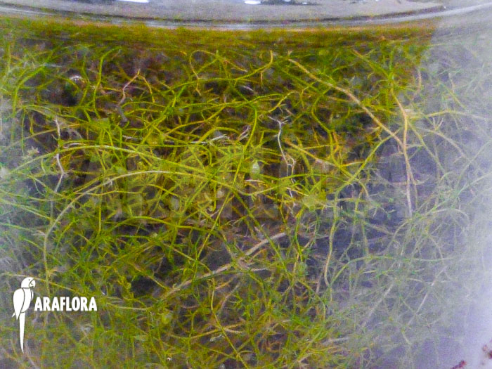 Utricularia minor
