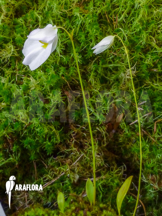 Utricularia praetermissa
