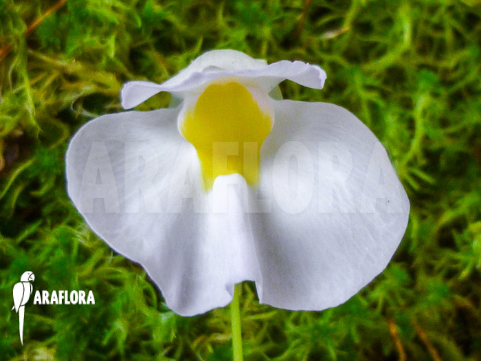 Utricularia praetermissa