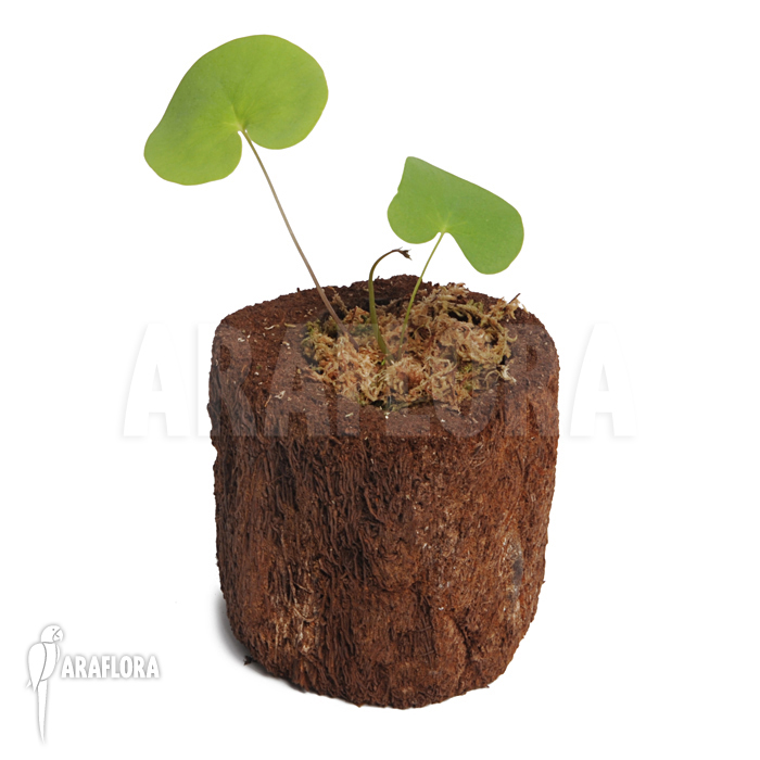 Utricularia reniformis ‘Mata Atlantica’ ‘S’