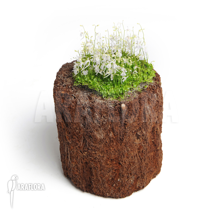 Utricularia sandersonii