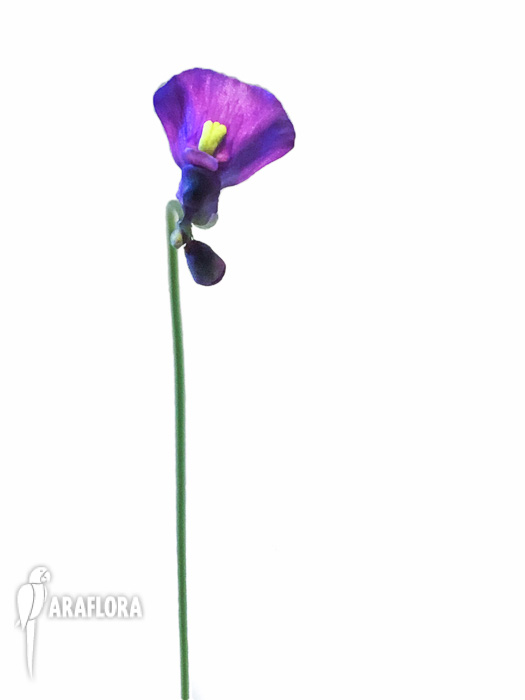 Utricularia sp. Aff. Dichotoma