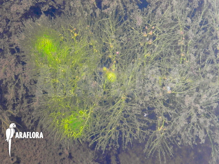 Utricularia vulgaris