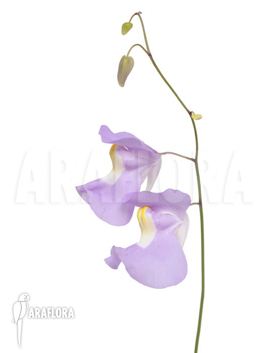 Utricularia x alpina x humboldtii ‘Nudlinger Flair’