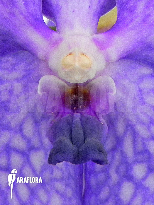 Vanda x ‘Blue Magic’