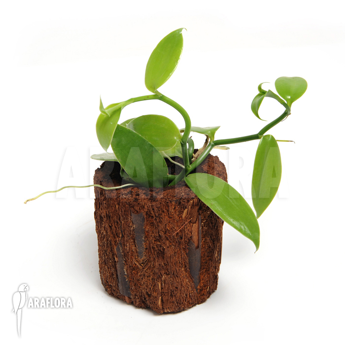 Vanilla planifolia ‘Vanilla orchid’