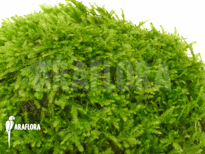 Java Mos Vesicularia dubyana shell