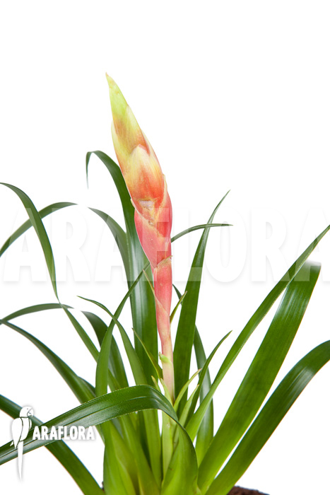 Vriesea ‘Astrid’