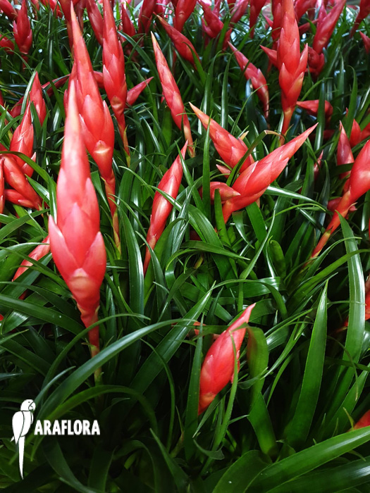 Vriesea ‘Astrid’