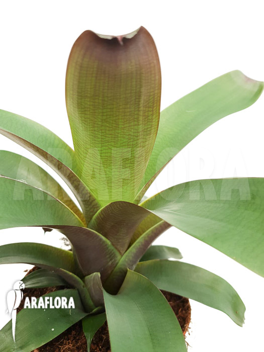 Vriesea bituminosa  ‘M’