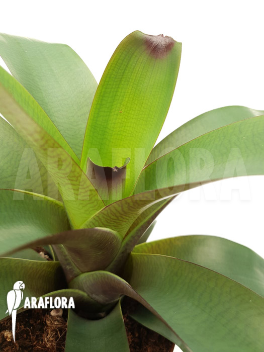 Vriesea bituminosa  ‘M’