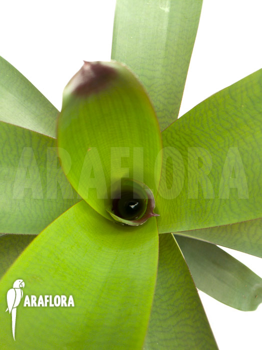 Vriesea bituminosa  ‘M’