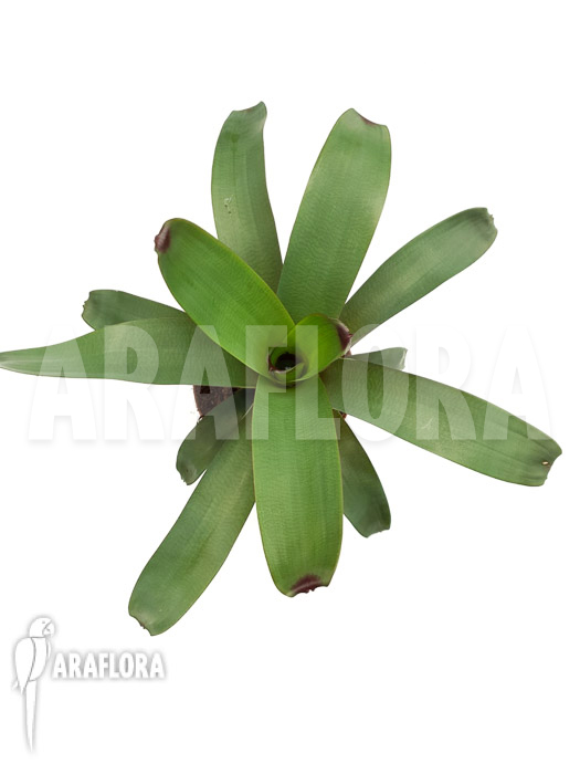 Vriesea bituminosa  ‘M’