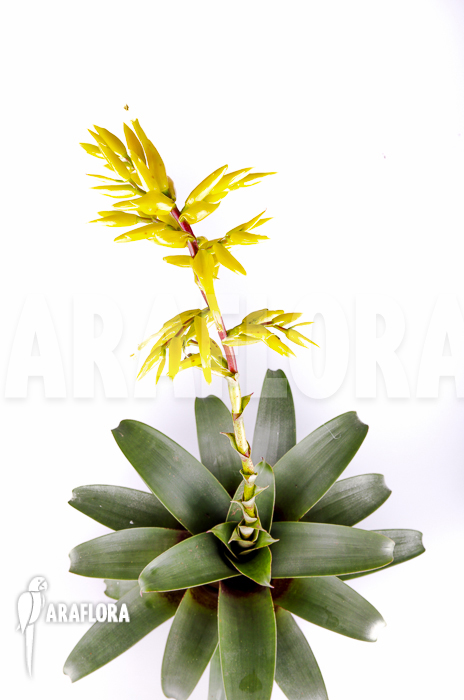 Vriesea botafogensis