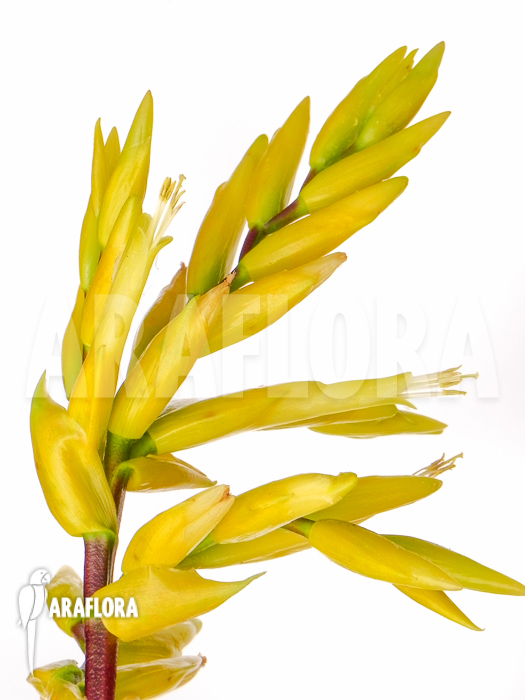 Vriesea botafogensis