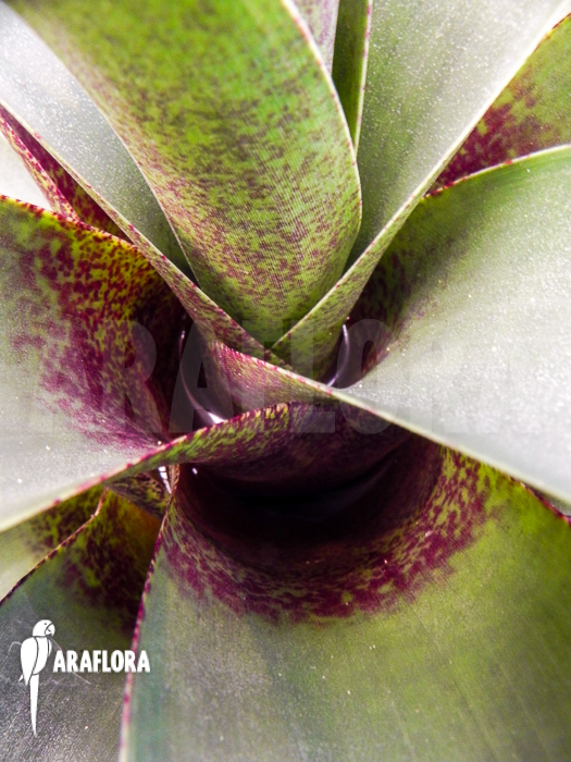 Vriesea botafogensis