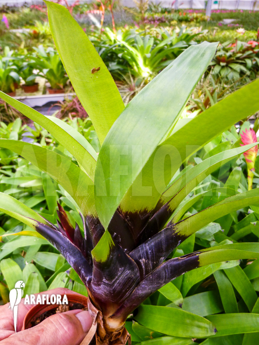 Vriesea erythrodactylon