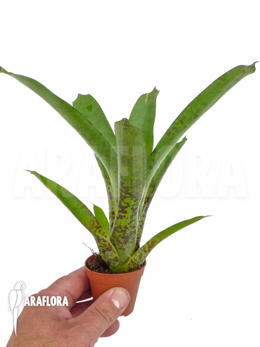 Vriesea fenestralis ‘Starter’