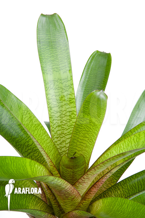 Vriesea fosteriana b