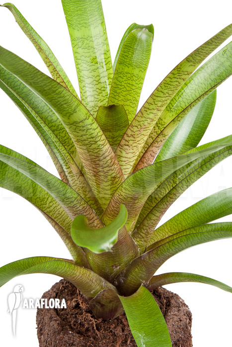 Vriesea fosteriana b