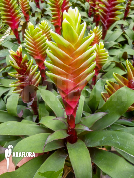 Vriesea heliconioides