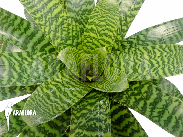 Vriesea-hieroglyphica-6