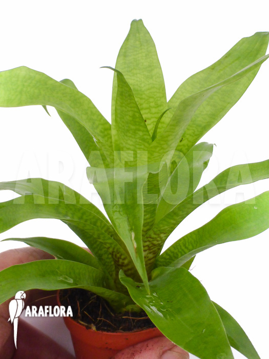 Vriesea ospinae Starter