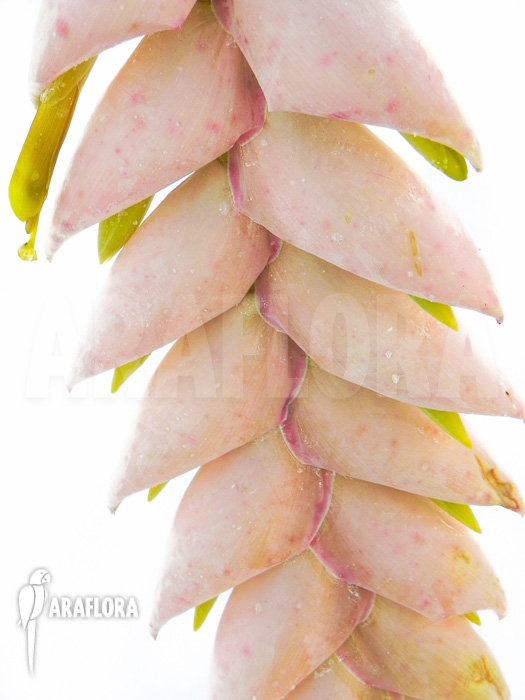 Vriesea pardalina ‘Lacy’