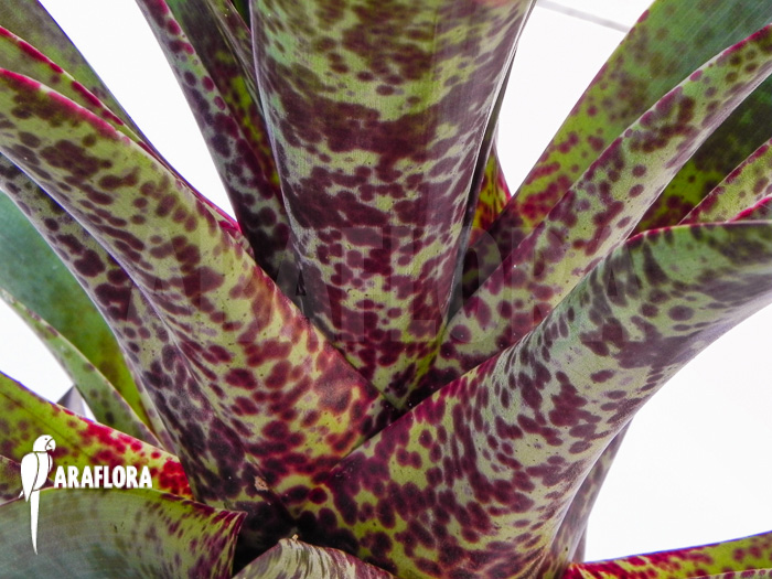Vriesea pardalina ‘Lacy’