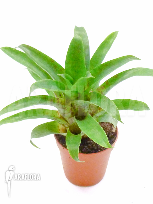 Vriesea racinae starter