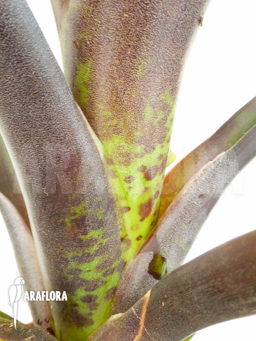 Vriesea sanguinolenta ‘Starter’