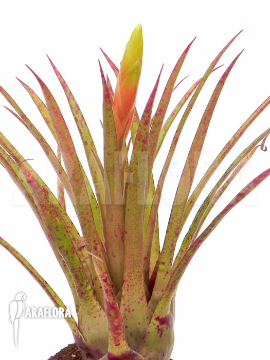 Vriesea species ‘Spotted’