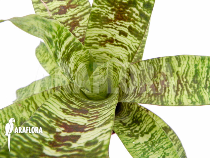 Vriesea x green striped