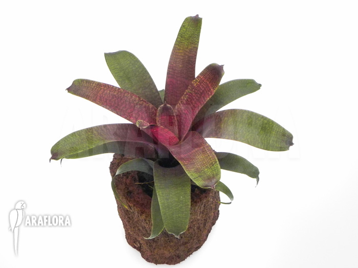 Vriesea x red chestnut