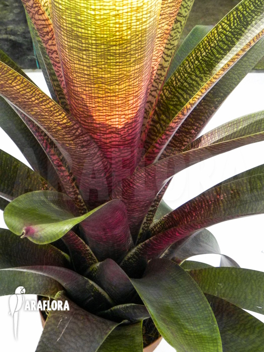 Vriesea x red chestnut XL