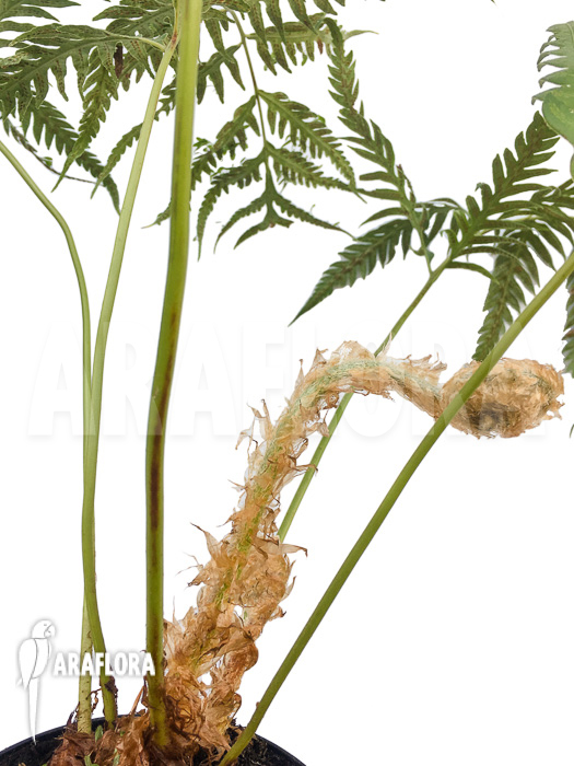 Woodwardia orientalis