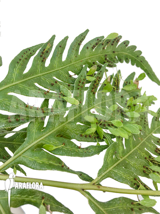 Woodwardia orientalis