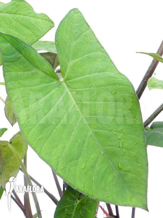 Xanthosoma sagittifolium