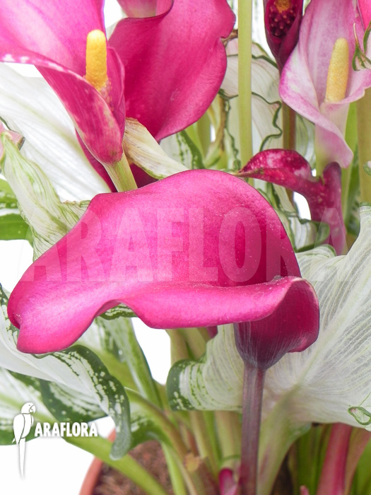 Zantedeschia frozen queen