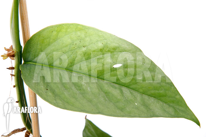 Epipremnum pinnatum Cebu Blue Type B