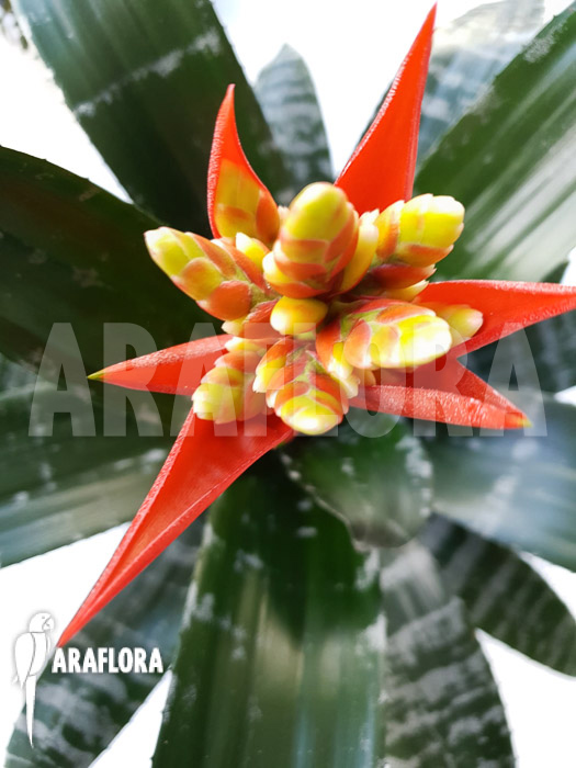 Aechmea chantinii ‘Starter’