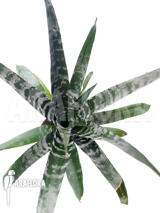 Aechmea chantinii ‘Starter’