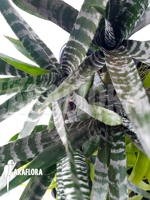 Aechmea chantinii ‘Starter’