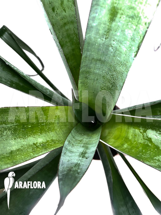 Alcantarea odorata ‘M’